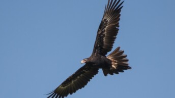 Wedge-Tailed Eagle in flight