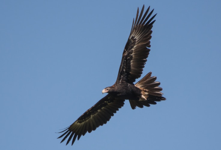 Wedge-Tailed Eagle in flight