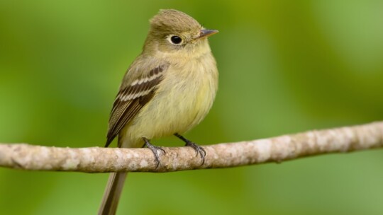 Western Flycatcher (Empidonax difficilis)