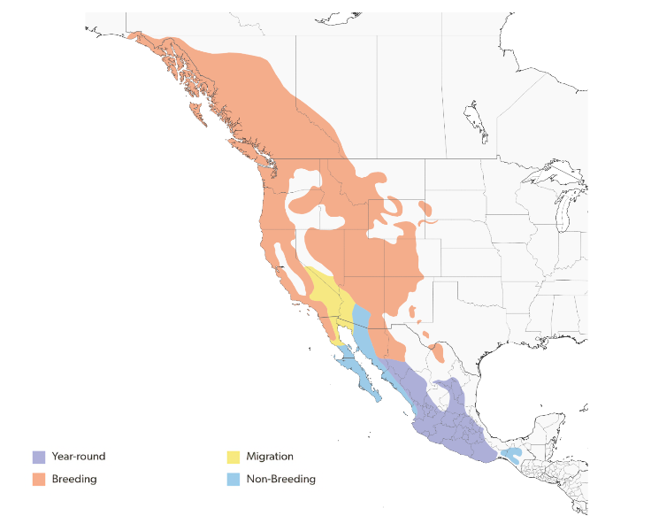 Western Flycatcher
(Empidonax difficilis) distribution map