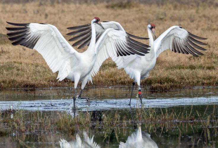 Whooping Crane courtship