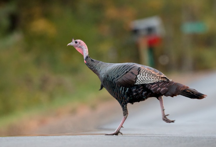 Wild Turkey on the run