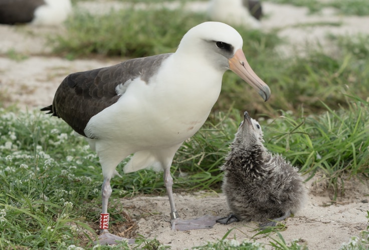 Wisdom the Laysan Albatross with her chick