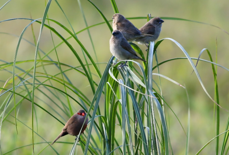 Adult Common Waxbill with juvenile Pin-Tailed Whydahs