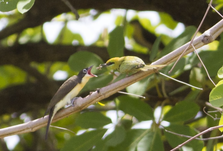 African Green Bee-Eater feeding a juvenile Greater Honeyguide