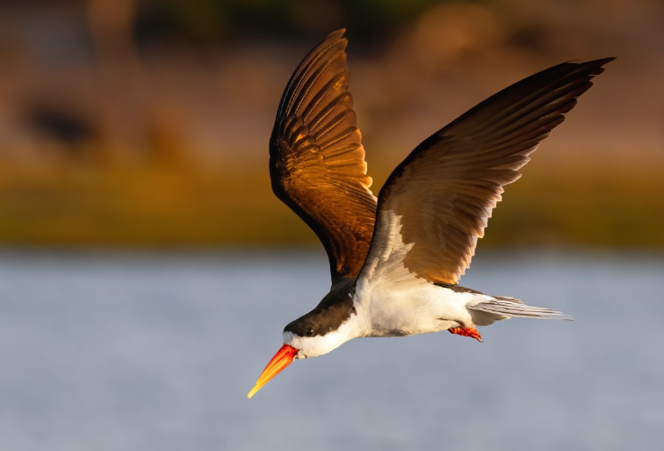 African Skimmer in flight