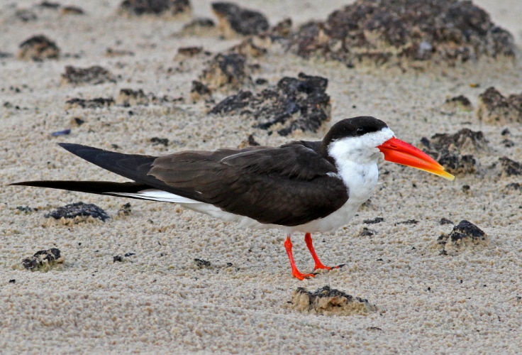 African Skimmer (Rynchops flavirostris)