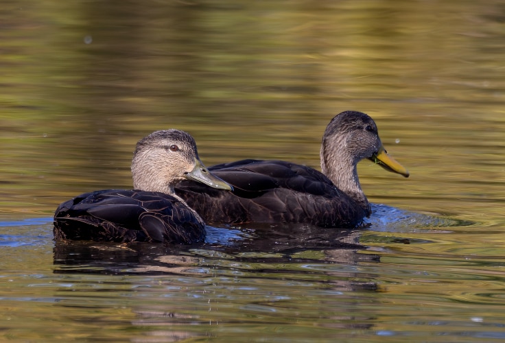 American Black Duck pair