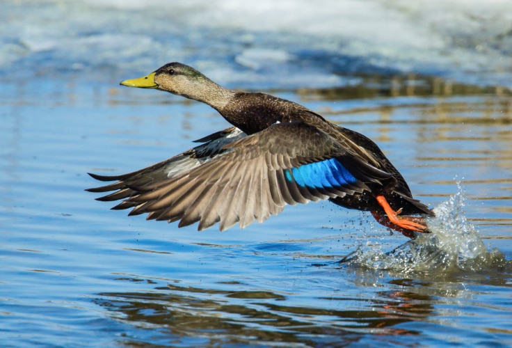 American Black Duck taking off