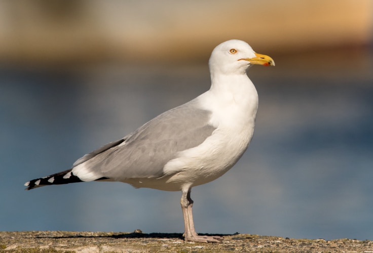 American Herring Gull (Larus smithsonianus)