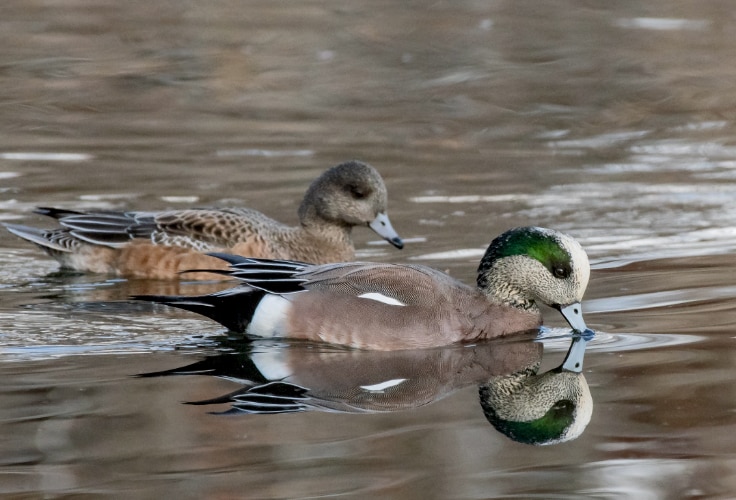American Wigeon pair