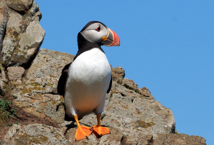 Atlantic Puffin (Fratercula arctica)