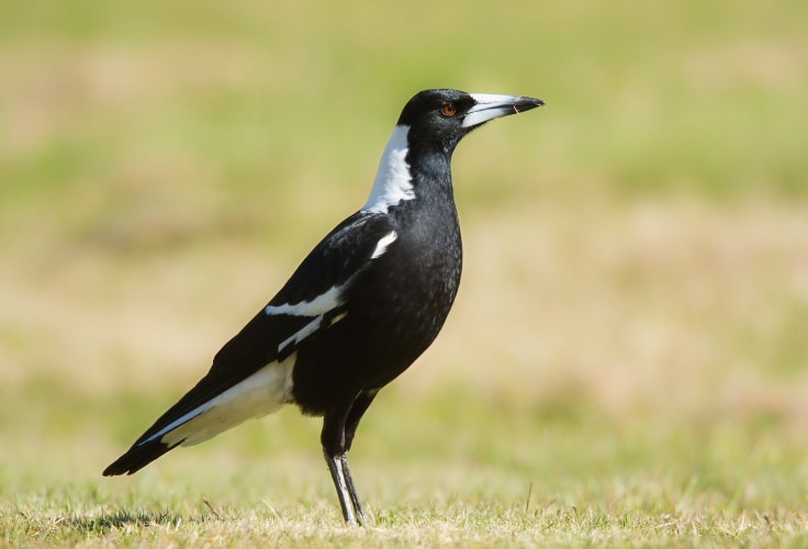 Australian Magpie (Gymnorhina tibicen)