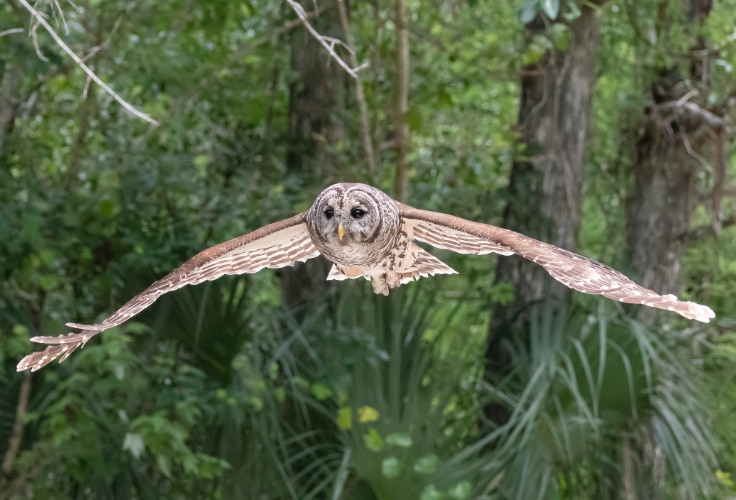 Barred Owl in flight