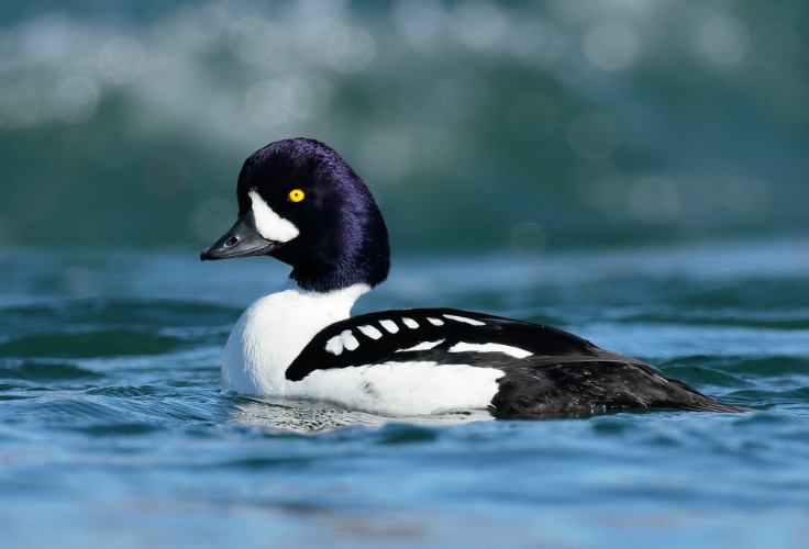 Barrow's Goldeneye (Bucephala islandica)