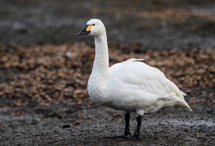 Bewick's Swan (C. c. bewickii)