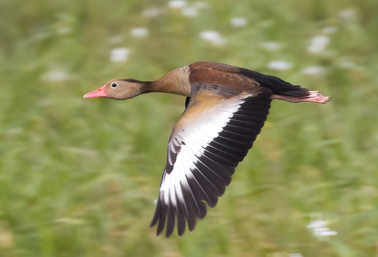 Black-Bellied Whistling-Duck in flight