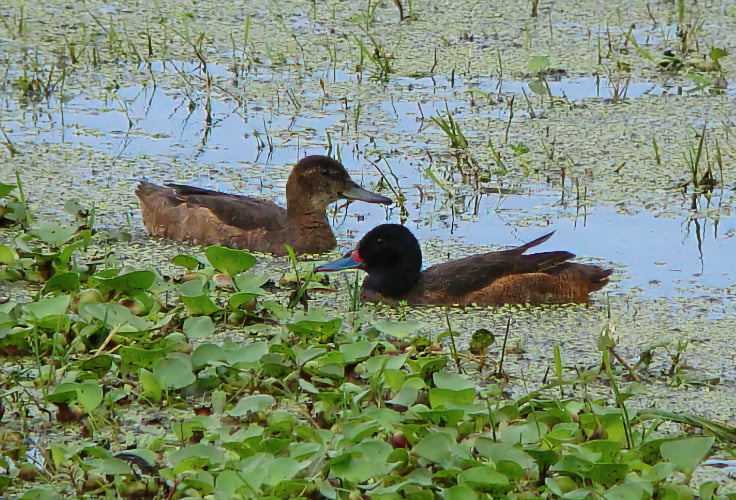 Black-Headed Duck pair