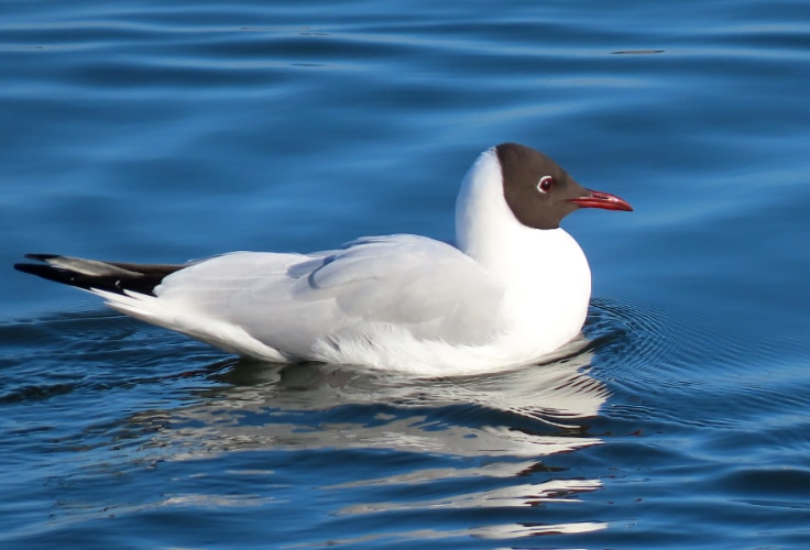 Black-Headed Gull (Chroicocephalus ridibundus)