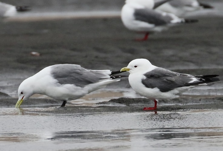 Black-Legged and Red-Legged Kittiwakes