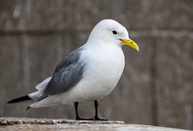 Black-Legged Kittiwake (Rissa tridactyla)