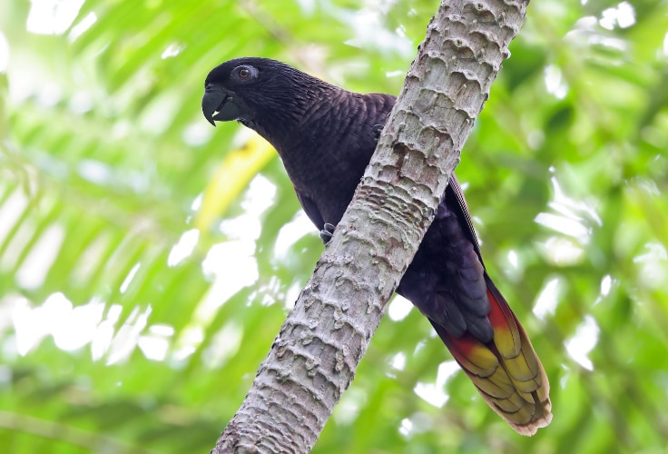 Black Lory (Chalcopsitta atra)