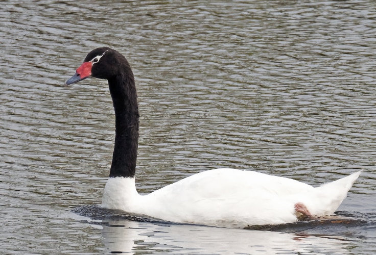 Black-Necked Swan (Cygnus melancoryphus)
