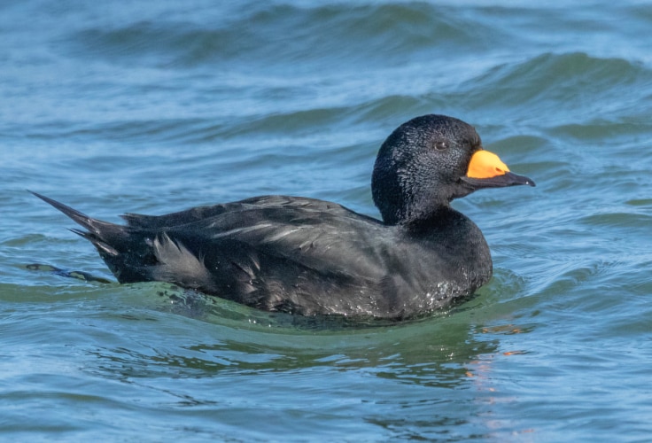 Black Scoter (Melanitta americana)