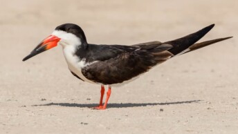 Black Skimmer (Rynchops niger)