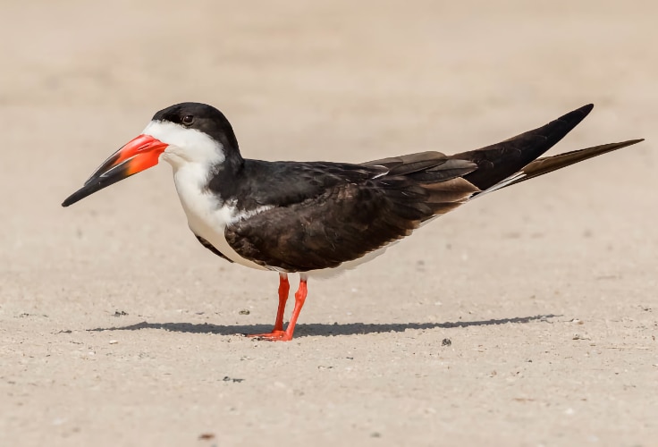 Black Skimmer (Rynchops niger)