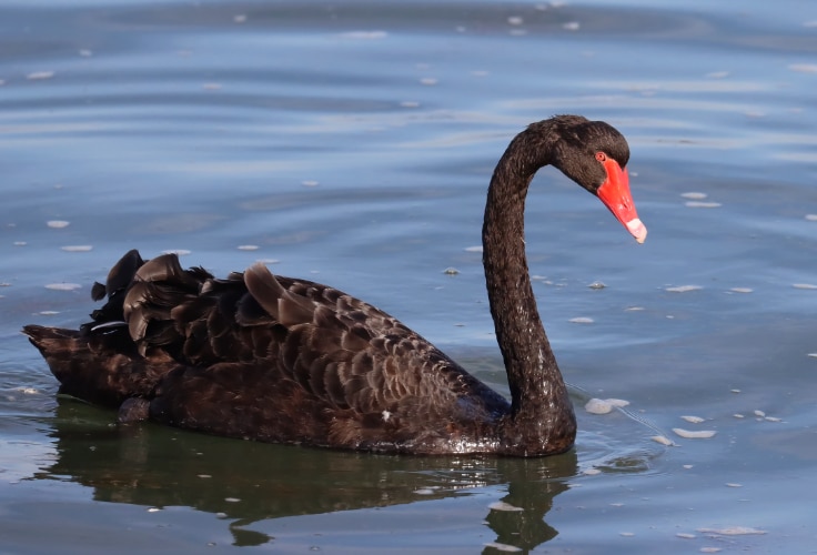 Black Swan (Cygnus atratus)