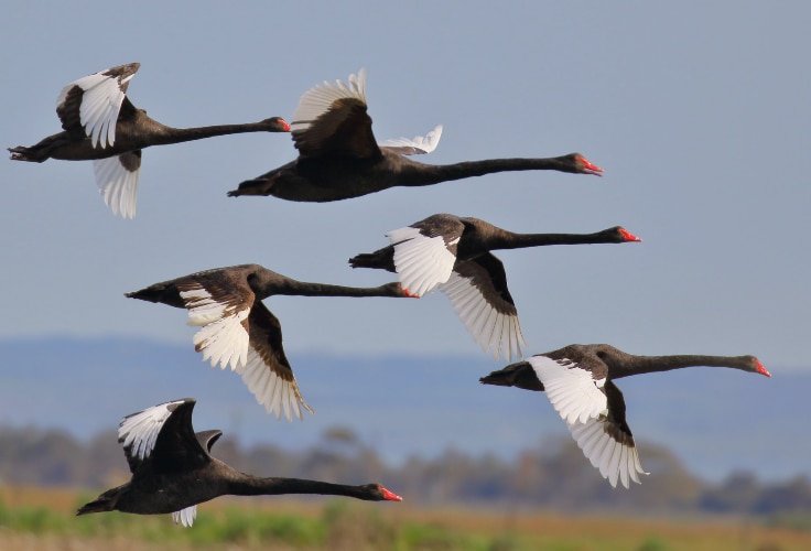Black Swans in flight