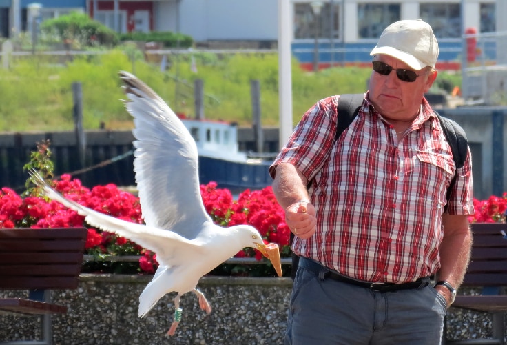 Bold gull snatches ice cream from unsuspecting tourist