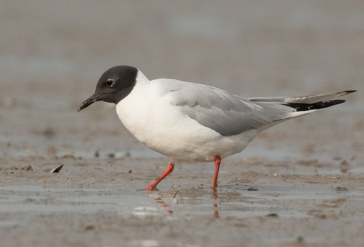 Bonaparte's Gull (Chroicocephalus philadelphia)