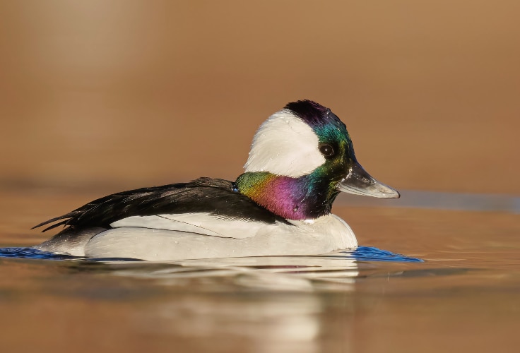 Bufflehead (Bucephala albeola)