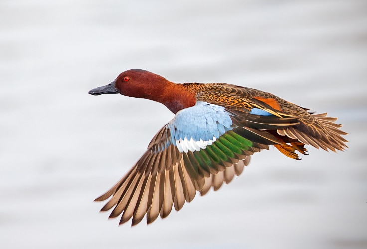 Cinnamon Teal in flight