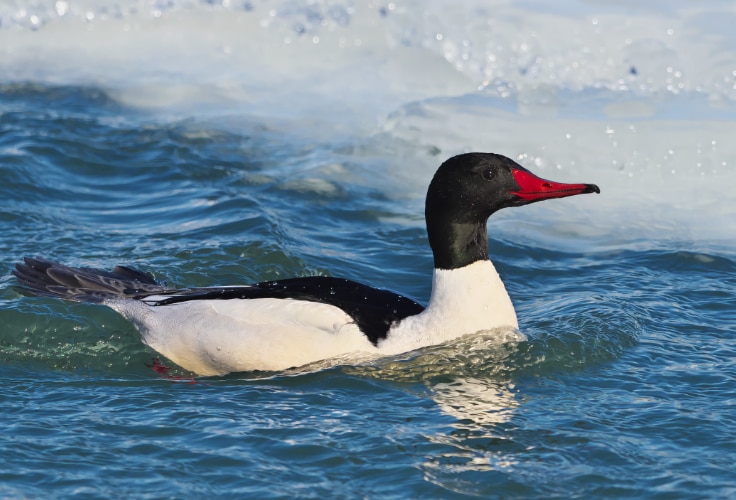 Common Merganser (Mergus merganser)