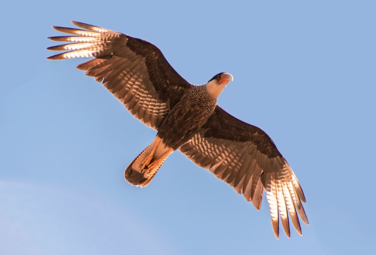 Crested Caracara in flight