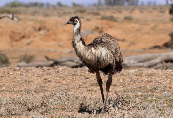 Emu (Dromaius novaehollandiae)