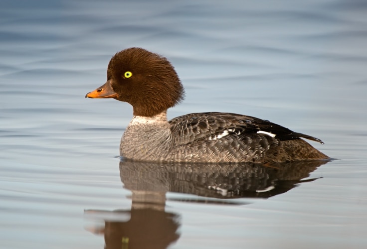 Female Barrow's Goldeneye