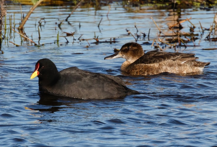 Female Black-headed Duck swimming behind a Red-fronted Coot
