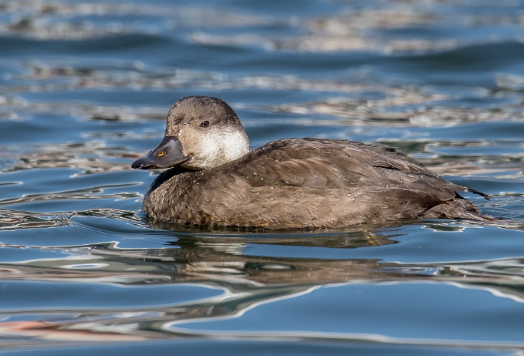 Female Black Scoter