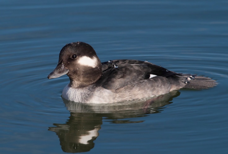 Female Bufflehead