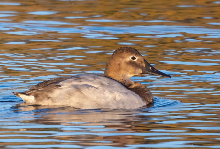Female Canvasback
