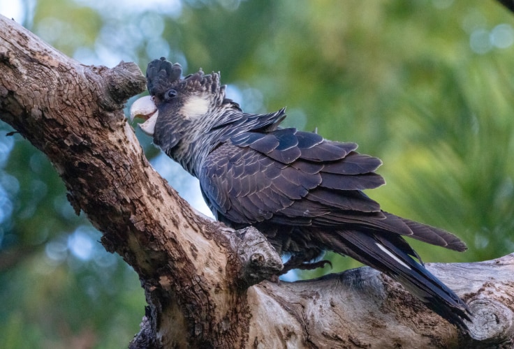 Female Carnaby's Black Cockatoo