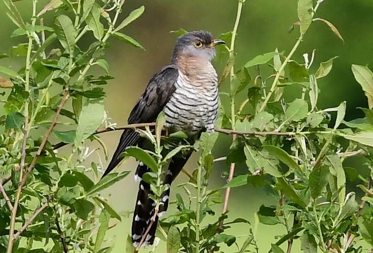 Female Common Cuckoo