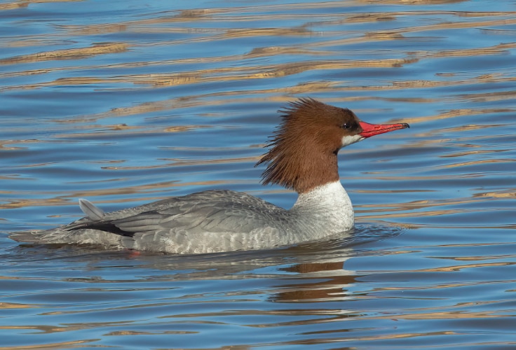 Female Common Merganser