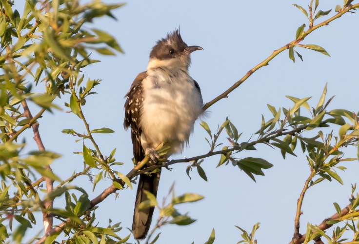 Female Great Spotted Cuckoo