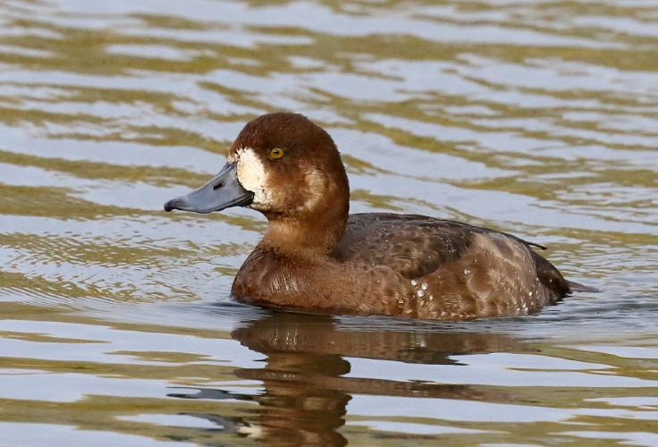 Female Greater Scaup