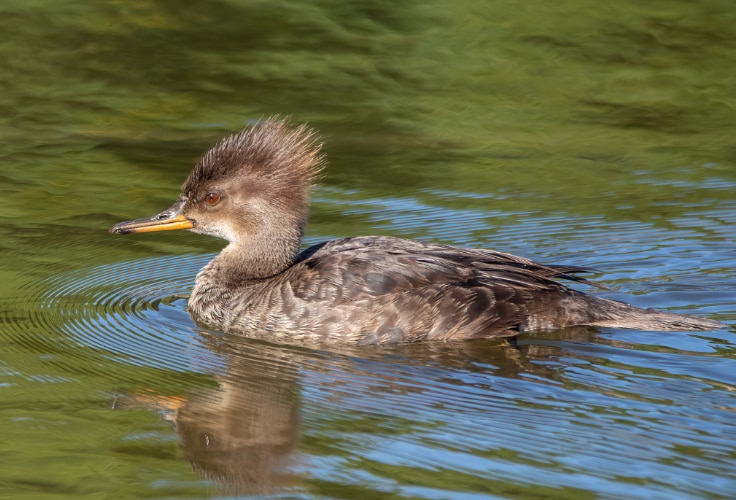 Female Hooded Merganser